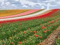 Sea of flowers from colorful blooming tulips with waves on a field Royalty Free Stock Photo